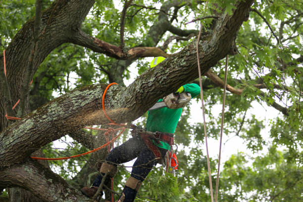 Professional Tree Care in Utica, MI